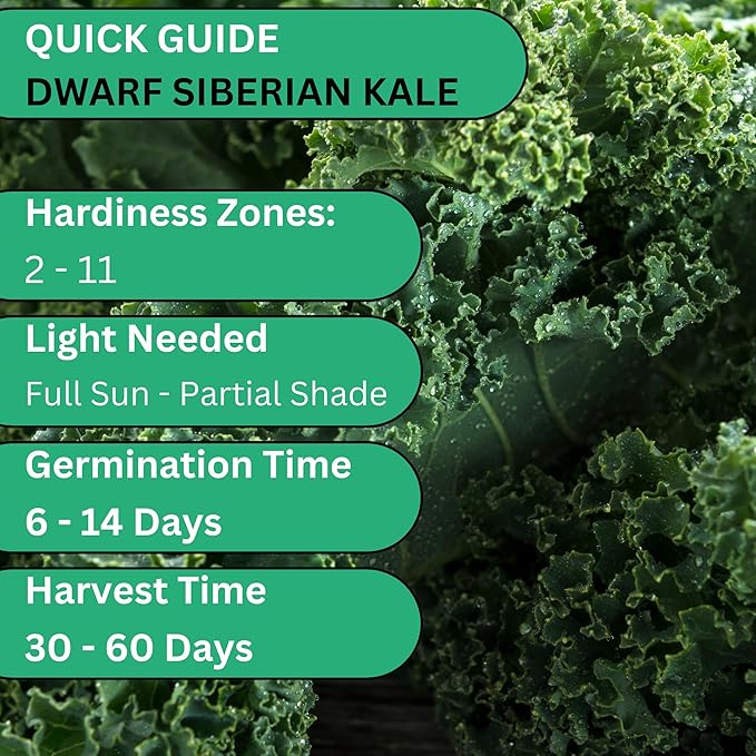 Woods Creek Seeds: Dwarf Siberian Kale Seeds for Planting - Over 480 Heirloom Non-GMO Kale Seeds for Planting Outdoors, Indoors or for Hydroponic Gardening - Ideal for Vegetable Gardening at Home