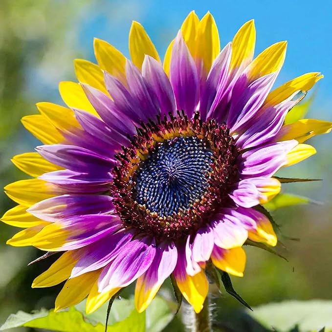 75+ Perennial Sunflower Flower Seeds to Plants Outdoor-Non GMO Heirloom Rare Sunflower Plants for Garden Home