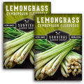 Lemongrass Seeds for Planting - Lemon Scented Asian Lemongrass for Your Home Vegetable Garden - Heirloom Non-GMO Open-Pollinated - Survival Garden Seeds (2 Packs)