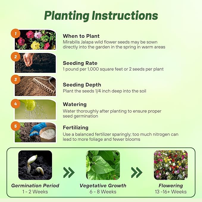 Outsidepride Mixed Four O'clock Flower Seeds - 1 lb Perennial Fragrant, Trumpet-Shaped Blooms, Deer-Proof & Easy to Grow, for Pollinator & Evening Gardens, Containers, Hedges, or Borders