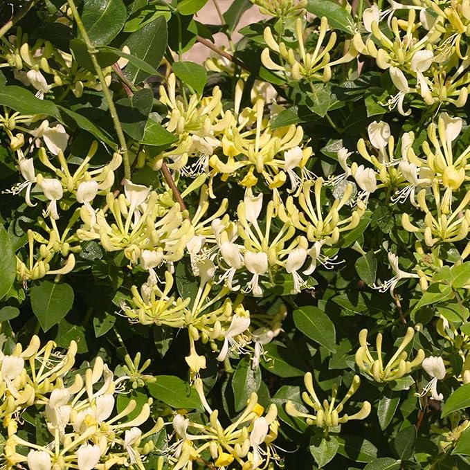 300+ Honeysuckle Seeds for Planting Honeysuckle Vine,Honeysuckle Flower for Growing Seeds in The Garden Home Outdoor