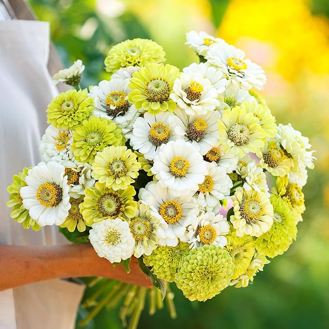 Eden Brothers Zinnia Seeds - Fresh Mix, Non-GMO Seeds for Planting, 1 oz | Low-Maintenance Flower Seeds, Plant During Spring, Zones 3, 4, 5, 6, 7, 8, 9, 10