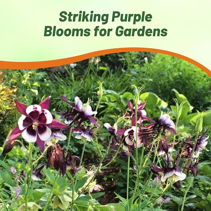Outsidepride William Guinness Columbine Seeds - 1000 Pcs Perennial, Easy to Grow Flower Seeds for Planting, Suitable for Pollinator-Friendly Garden, Cut Floral Arrangements, Ground Covers, or Borders