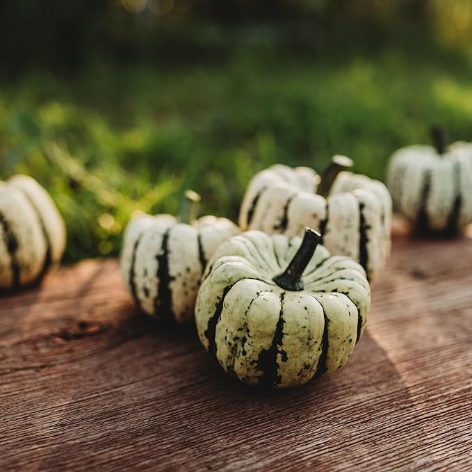 Sweet Dumpling Acorn Squash - 25 Seeds - Heirloom & Open-Pollinated Variety, Easy-to-Grow, Non-GMO Vegetable Seeds for Planting Outdoors in The Home Garden, Thresh Seed Company