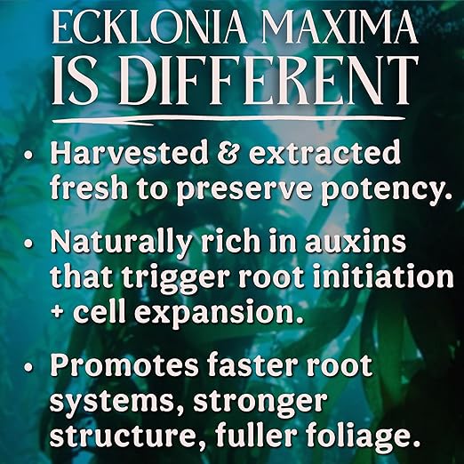 Organic Liquid Kelp & Seaweed Extract (Ecklonia Maxima) Plant Super Food - Indoor Houseplant Fertilizer - Organic Fertilizer for Flowers, Seedlings & Gardens - 8oz Treats 50 Gallons