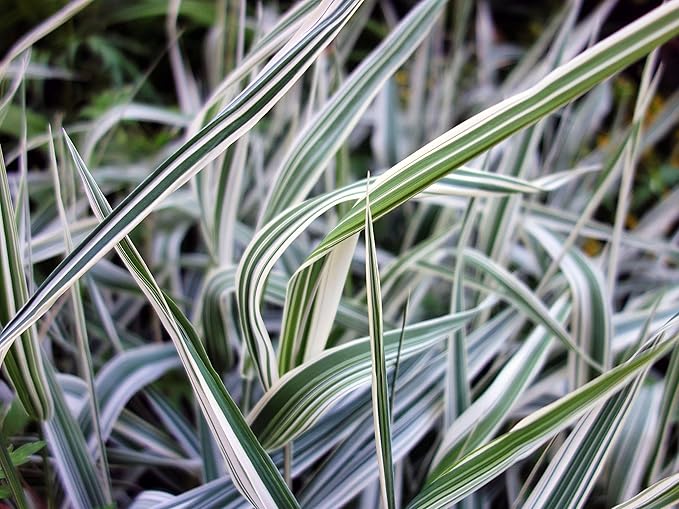 Reed Canary Grass (1,000 Seeds) - Ornamental Grass - Phalaris arundinacea