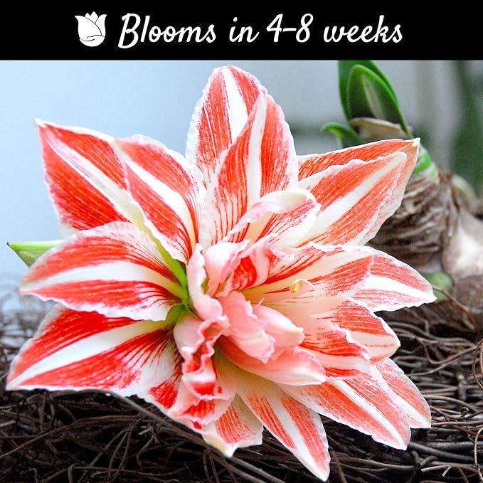 Easy to Grow Amaryllis 'Dancing Queen' Pre-Planted Bulb Indoor Gift Kit in a Silver Square - Double Pink & White Flowering Blooms in 4 to 8 Weeks