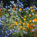 Eden Brothers Native Western Xeriscape Flower Seed Mix