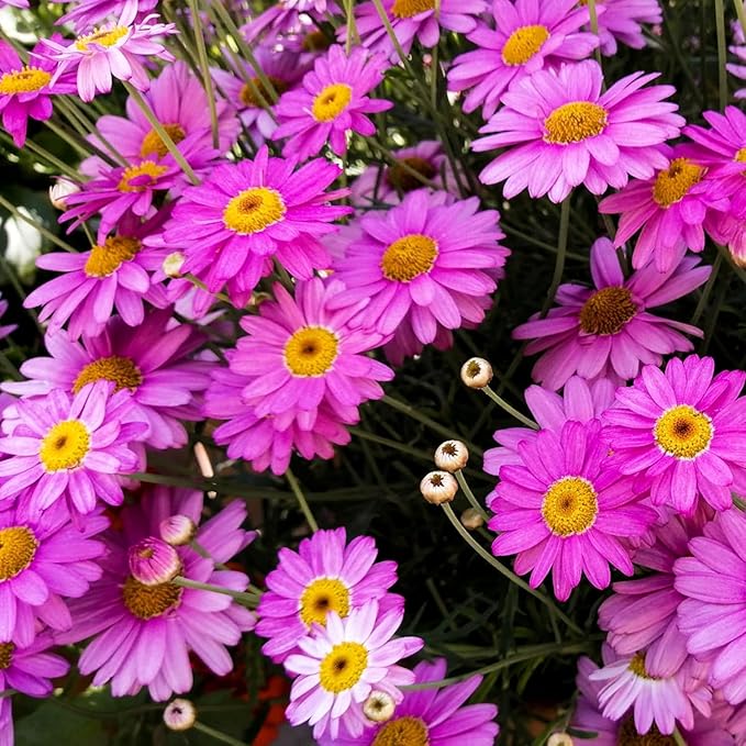 1100+Seeds Pyrethrum Tanacetum Chrysanthemum Flower for Planting Outdoor Perennial Garden Home Attracts Pollinators