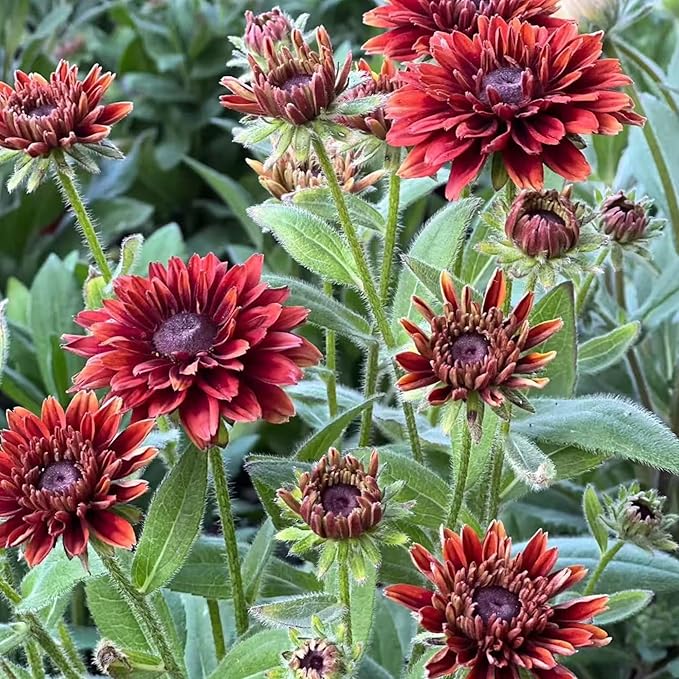 NYGardenia 500 Black Eyed Susan Seeds – Rustic Orange & Yellow Rudbeckia Autumn Garden Flower, Heirloom, Non-GMO