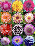 100PCS Mixed Color Dahlia Seeds Gardening Plant Seeds Heirloom