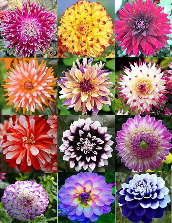 100PCS Mixed Color Dahlia Seeds Gardening Plant Seeds Heirloom