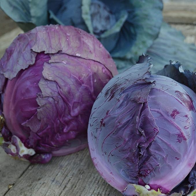 Red Acre Cabbage - 100 Seeds - Heirloom & Open-Pollinated Variety, Non-GMO Vegetable Seeds for Planting in The Home Garden, Thresh Seed Company