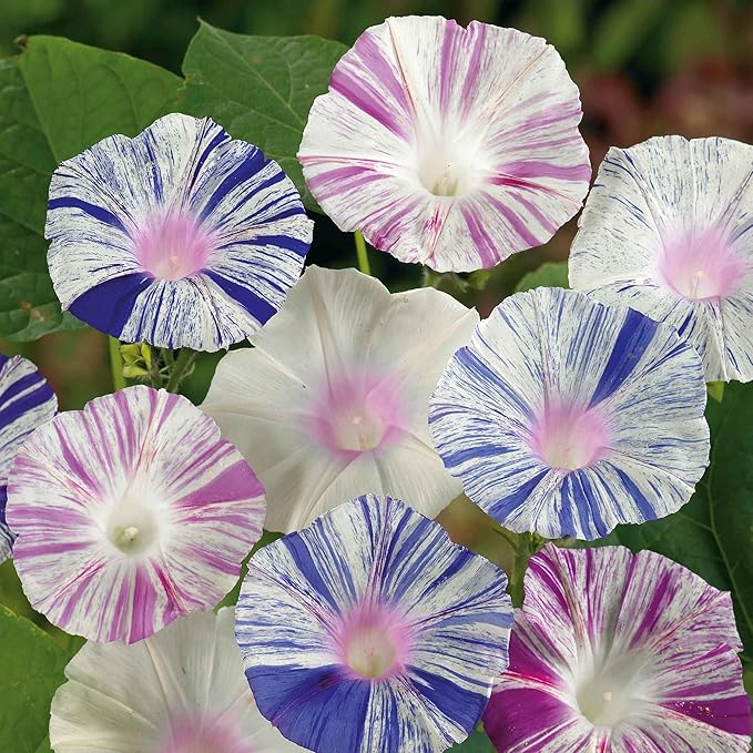 Eden Brothers Morning Glory Seeds - Harlequin Mix, Non-GMO Seeds for Planting, Packet | Low-Maintenance Flower Seeds, Plant During Spring, Zones 1, 2, 3, 4, 5, 6, 7, 8, 9, 10