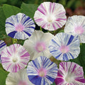 Eden Brothers Morning Glory Seeds - Harlequin Mix, Non-GMO Seeds for Planting, 1 oz | Low-Maintenance Flower Seeds, Plant During Spring, Zones 1, 2, 3, 4, 5, 6, 7, 8, 9, 10