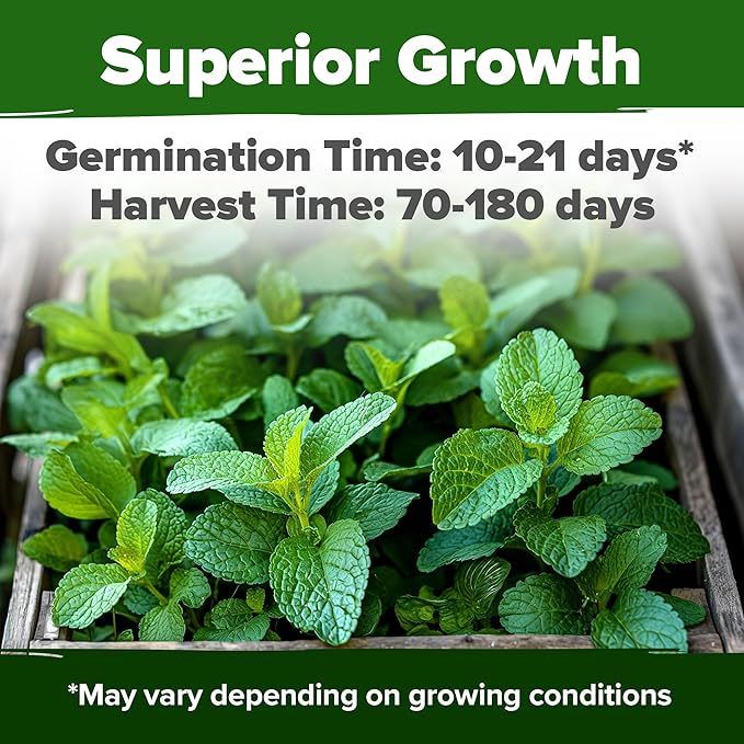 Kitchen Herbs – Lemon Balm, Cilantro, Romaine Lettuce & Cherry Belle Radish – 5,600+ 𝗡𝗢𝗡-𝗚𝗠𝗢 𝗨𝗦𝗔 Heirloom Seeds – Indoor & Outdoor Growing for Salads & Cooking