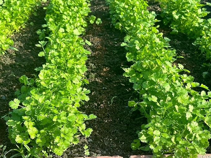 1000+ Organic Cilantro Seeds – Ngò Rí, Coriander, Chinese Parsley – Non-GMO, Heirloom, Made in USA – Herb Seeds for Yard & Garden