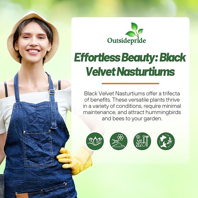 Outsidepride Tom Thumb Black Velvet Nasturtium Seeds - 200 Pcs Annual, Easy to Grow & Versatile, Flower Seeds for Planting Vibrant Blooms, Ideal for Gardens, Borders, and Pollinator Gardens