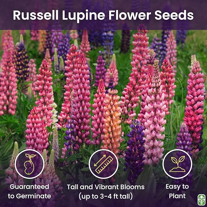 Russell Lupine Seeds Perennial - Grows 40" Tall - Perennial Wildflowers for Winter & Fall Planting - Grown in The USA - 100 Mixed Russell Lupine Seeds