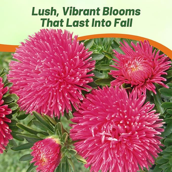 Outsidepride Gremlin Aster Seeds - 1000 Pcs. Annual, Hardy & Pollinator Friendly Flower Seeds for Planting Vibrant Dark Rose Blooms and Oval-Shaped Leaves, Great for Meadows & Aesthetic Gardens