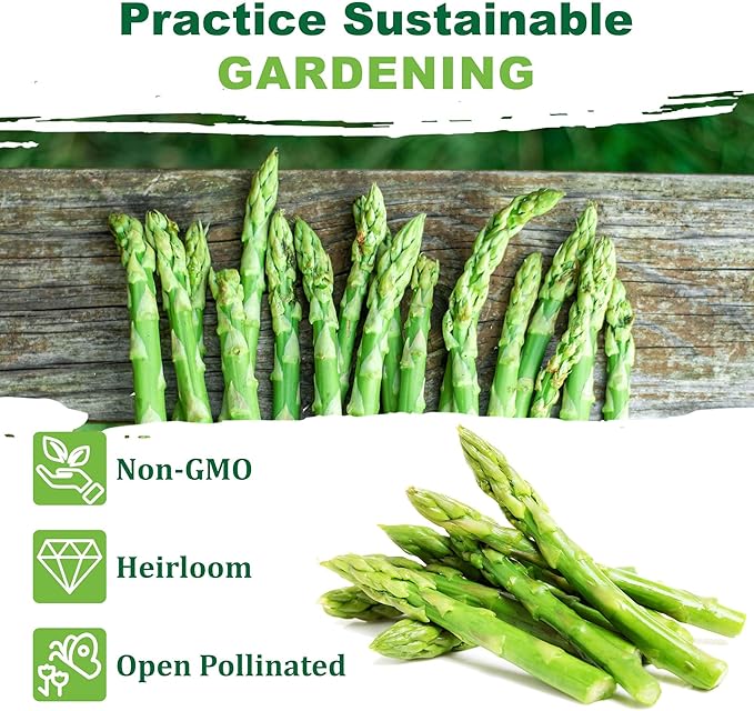 TKE Farms & Gardens - Mary Washington Asparagus Seeds for Planting, 85+ Heirloom Non-GMO Seeds, Tender Perennial Stalks with Rich Flavor, Perfect for Spring Gardens, Includes Growing Instructions