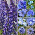 Seed Needs Wildflower Seeds Dazzling Blue Variety | 2 Ounce 30,000+ Seeds 10 Varieties Annual Perennial Species | Blue Blooms Perennial and Annual Flowering Seed | Bulk