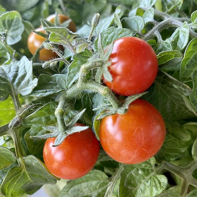 Seed Needs Tiny Tim Tomato Seeds for Planting Dwarf Cherry Tomatoes - Non-GMO Heirloom & Untreated Veggie Seed to Plant a Home Grown Outdoor Vegetable Garden (2 Packs)