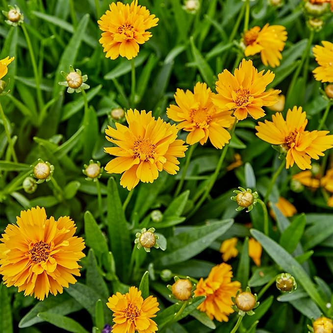 Burpee Early Sunrise Coreopsis Seeds - AAS Winner Perennial Flower
