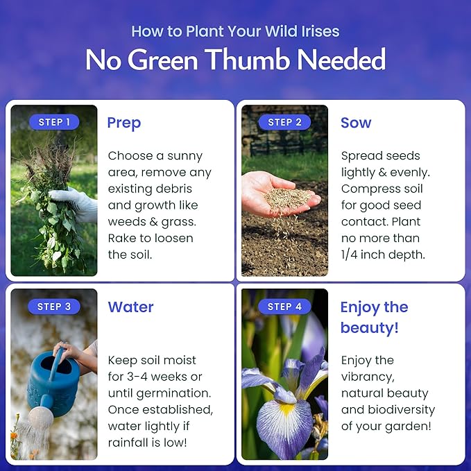 Created By Nature Wild Iris Seeds, 400 Purple Perennial Flower Seeds