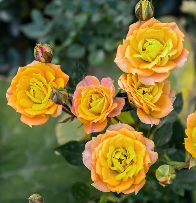 100+ Rose Seeds: 16 Red Pink Yellow Heirloom Varieties for Colorful Perennial Shrubs