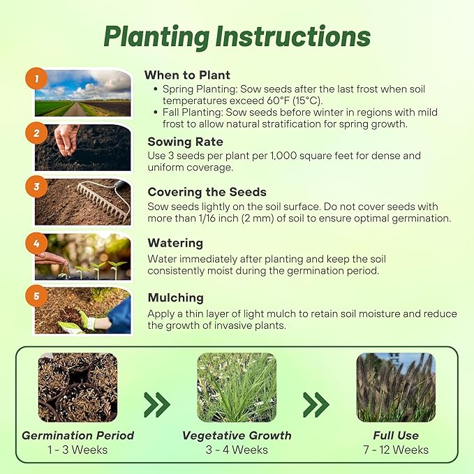 Outsidepride Chinese Pennisetum Fountain Ornamental Grass Seeds - 100 Pcs Perennial, Drought Tolerant Fountain Grass with Smoky Purple-Black Plumes for Low Maintenance Xeriscapes & Flower Arrangements