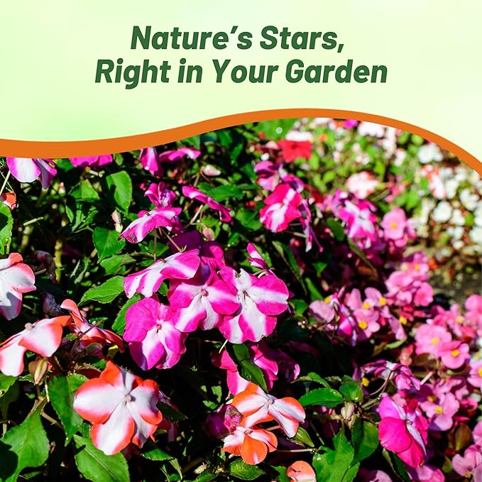 Outsidepride Accent Star Mix Impatiens Flower Seeds - 200 Pcs Annual, Compact & Pollinator Friendly, Impatiens Seeds for Planting w/Vibrant, Abundant Blooms for Shade Gardens & Container Displays