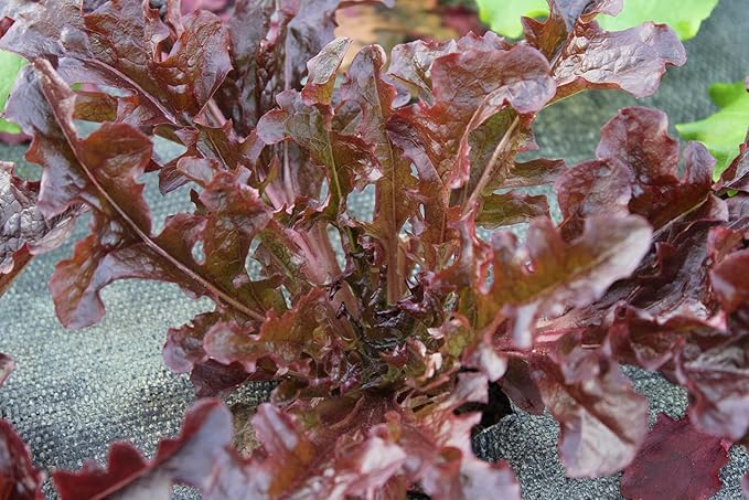 The Living Farm, Cold Hardy Lettuce Seed Collection, Non GMO, Hierloom, Open Pollinated, 2400mg of Seed Latuca Sativa