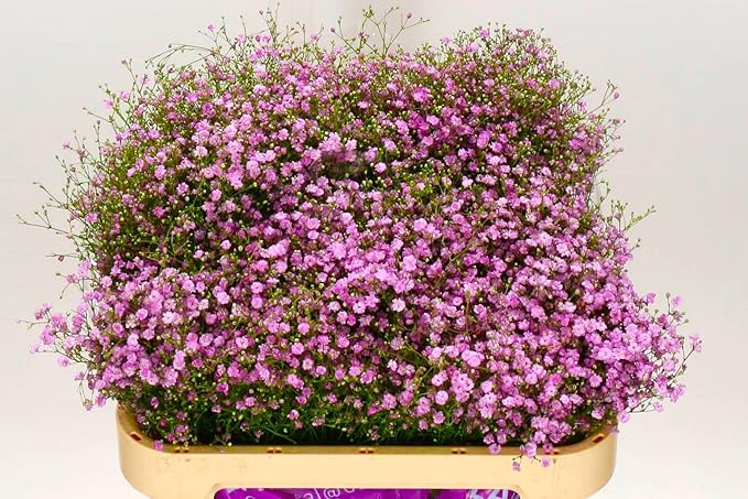 Pink Creeping Baby's-Breath 1000+ Seeds for Planting Gypsophila Groundcover Flowers