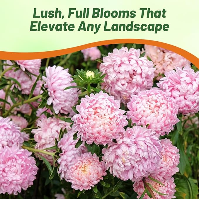 Outsidepride Mix Aster Seeds - 1,000 Pcs Perennial, Hardy & Pollinator Friendly Flower Seeds for Planting Vibrant Daisy-Like Petals, Ideal for Meadows & Aesthetic Gardens