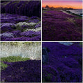 20000 Purple Creeping Thyme Seeds for Planting Outdoor,Creeping Phlox Ground Cover Seeds,Perennial Flower Seed Plant Non-GMO Heirloom Thyme Thymus Serpyllum Seed in Home