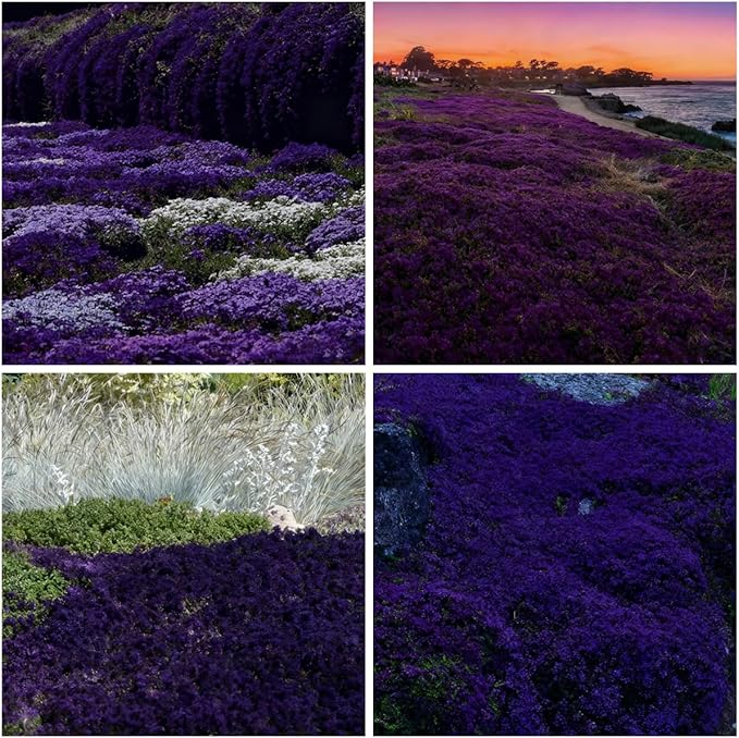 20000 Purple Creeping Thyme Seeds for Planting Outdoor,Creeping Phlox Ground Cover Seeds,Perennial Flower Seed Plant Non-GMO Heirloom Thyme Thymus Serpyllum Seed in Home