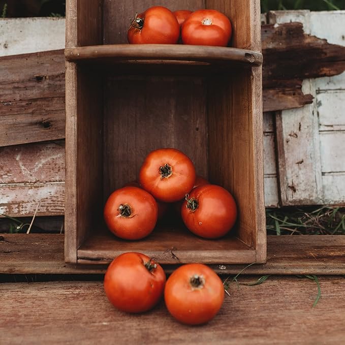 Rutgers Heirloom Tomato - 50 Seeds - Heirloom & Open-Pollinated Variety, USA-Grown, Non-GMO Vegetable Seeds for Planting Outdoors in The Home Garden, Thresh Seed Company