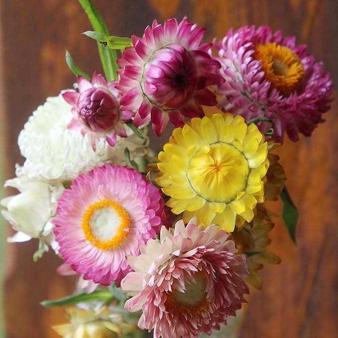 1500+ Mixed Color Strawflower Seeds Annual Strawflower Seeds for Planting Non-GMO Seeds Ornamental Flowering Plant High Germination Rate Beautiful Potted Plants