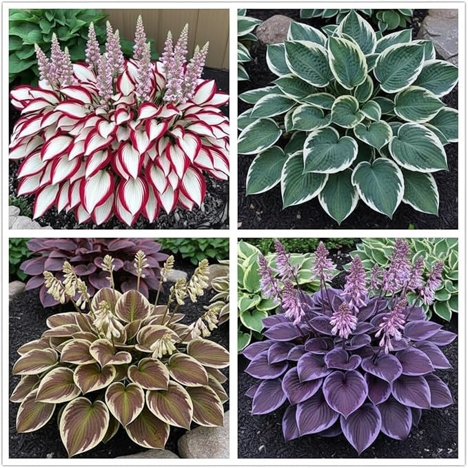 100+ Hosta Seeds for Planting Outdoors, Mixed Color Rare Perennial Flower Seeds, Shade Loving Hosta Plants for Garden Beds, Containers, Patios