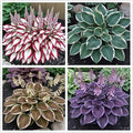 100+ Hosta Seeds for Planting Outdoors, Mixed Color Rare Perennial Flower Seeds, Shade Loving Hosta Plants for Garden Beds, Containers, Patios
