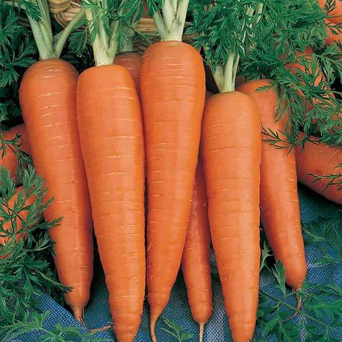 Danvers 126 Carrot Seed - 1 Oz ~20,000 Seeds - Non-GMO, Heirloom Vegetable Garden Seeds - Gardening, Microgreens