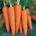Danvers 126 Carrot Seed - 4 Oz ~80,000 Seeds - Non-GMO, Heirloom Vegetable Garden Seeds - Gardening, Microgreens