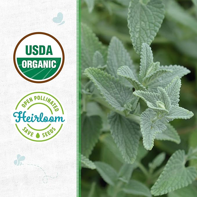Back to The Roots 100% Organic Heirloom Seeds - Catnip Mint Seeds for Planting Value Pack (200mg Total)