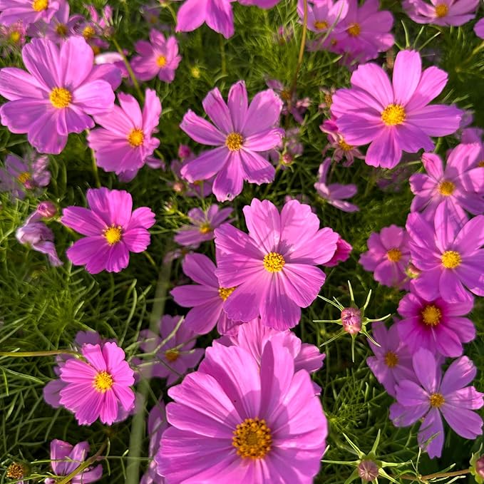 Mixrug Mix Cosmos Seeds for Planting, 1000pcs Rare Perennial Cosmos Flower Seeds, Heirloom Non-GMO Open Pollinated Wildflowers for Home Garden Outdoors