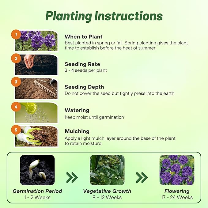 Outsidepride Superba Bellflower Seeds for Planting - 2000 Pcs Perennial Mat-Forming Flower Seeds with Bell Shaped Blooms & Low Growth Habit for Edging Pollinator Gardens, Containers, & Borders