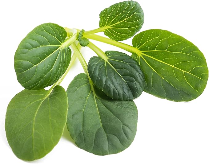 Mustard Seeds, 500+ Tatsoi, Heirloom, Non GMO Seeds, Brassica rapa VAR. Narinosa