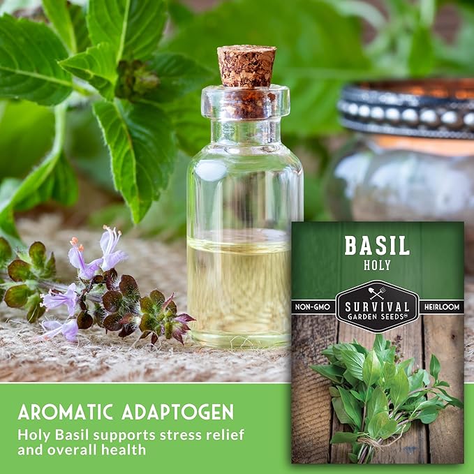 Survival Garden Seeds - Holy Basil Seed for Planting - 1 Packet with Instructions to Plant and Grow The Indian Sacred Herb Tulsi in Your Home Vegetable Garden - Non-GMO Heirloom Variety - Indian Herb