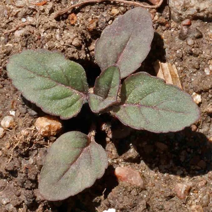 Seed Needs Lemon Mint Seeds for Planting Monarda citriodora Herbs - Grow a Non-GMO Heirloom & Untreated Medicinal Herb Garden Indoors or Outdoors - Popular in Herbal Tea (5 Packs)