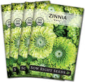 Sow Right Seeds - Zinnia Envy Flower Seeds for Planting - Beautiful Flowers to Plant in Your Garden - Non-GMO Heirloom Seeds - Chartreuse Green Variety - Attract Pollinators - Giant Cut Flower (4)